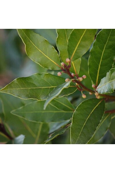 bahçevilya Defne Ağacı Fidanı