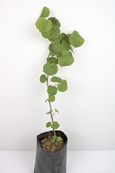 bahçevilya Erguvan Fidanı 40 Cm 1 Adet Tüplü Erguvan Ağacı Fidanı Erguvan Çiçeği Fidanı Erguvan Fide Ağaç