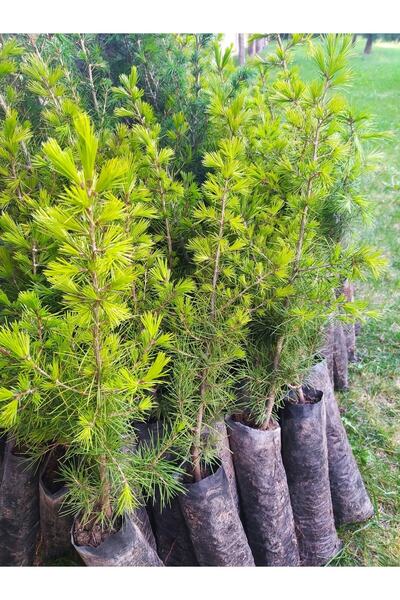 Dörtmevsimm Sedir Fidanı