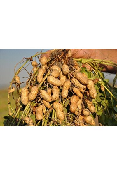 Genel Markalar Organik Yediveren Yer Fıstığı Tohumu 10 Adet Yerfıstığı