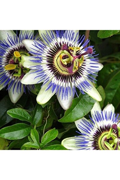 GARDENYA TOHUMCULUK (15-20 Adet) Passiflora Çarkıfelek Çiçeği Tohumu
