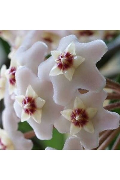 Genel Markalar Hoya Cornosa - Mum Çiçeği, Saksıda