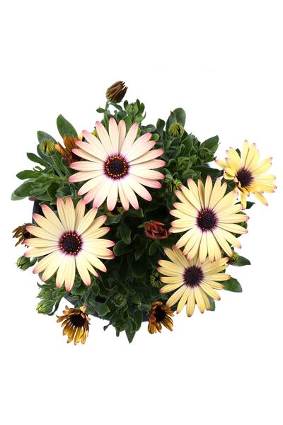 HOBİ VE BAHÇE Bodrum Papatyası - Osteospermum - Saksı'da Canlı Çiçek - Sarı Renk