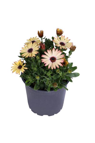 HOBİ VE BAHÇE Bodrum Papatyası - Osteospermum - Saksı'da Canlı Çiçek - Sarı Renk