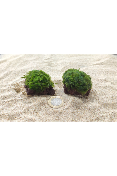 Marimo Scape Marimo Rock Mini ( 1 ADET )