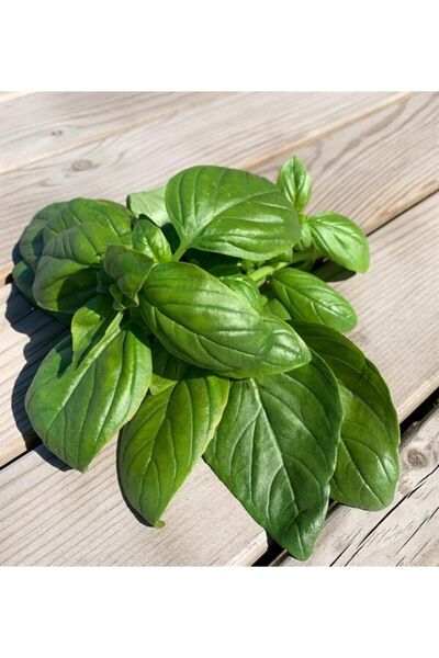 oliveberrygrains Organik Taze Fesleğen 25gram