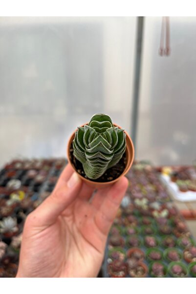 SukuLand Crassula Buddha Temple 3 Kafalı Koleksiyonluk Özel Tür Sukulent 5,5c...