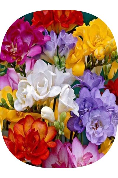 Genel Markalar 4 Adet Karışık Frezya ( Freesia Bulbs ) Çiçeği Soğanı Katmerli...