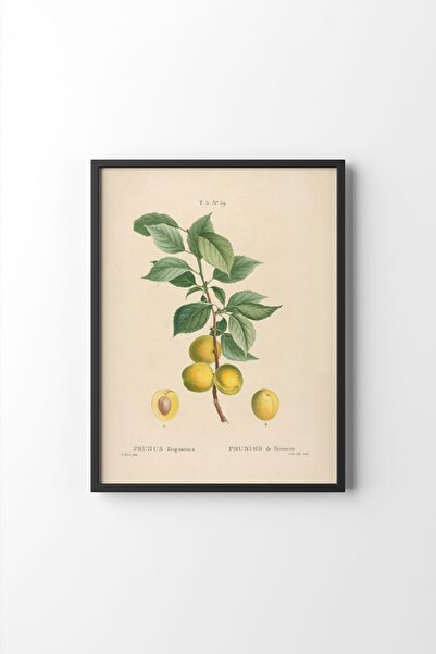 epiqart Prunus Brigantiaca - Siyah Çerçeve