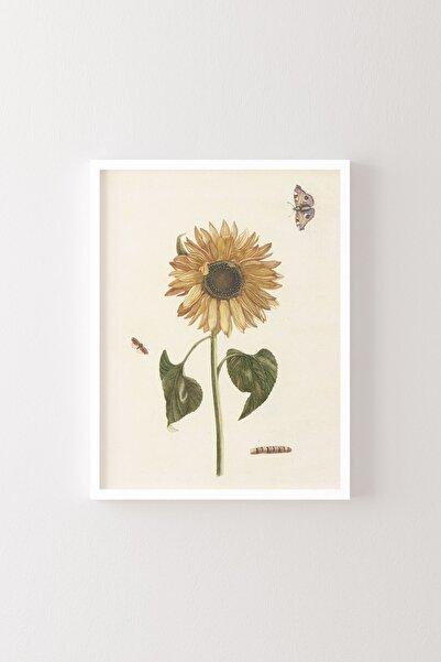 epiqart Ayçiçeği - Beyaz Çerçeve