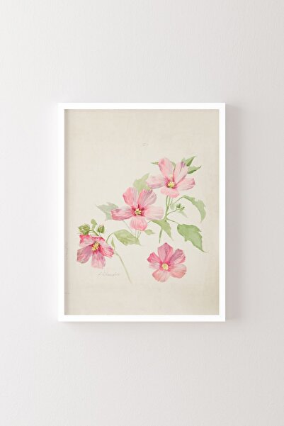 epiqart Study of Mallow - Beyaz Çerçeve