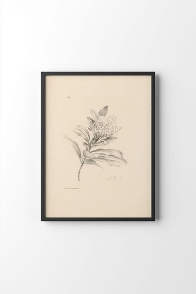 epiqart Hortensia - Siyah Çerçeve