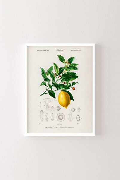 epiqart Λεμόνι (Citrus Limonium) - Λευκό Πλαίσιο