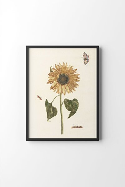 epiqart Ayçiçeği - Siyah Çerçeve