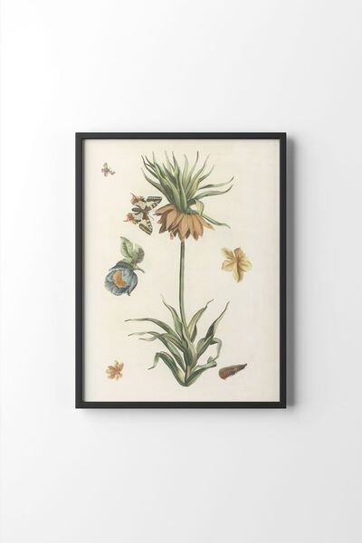 epiqart Emperorship Crown, Butterfly and Caterpillar - Black Frame