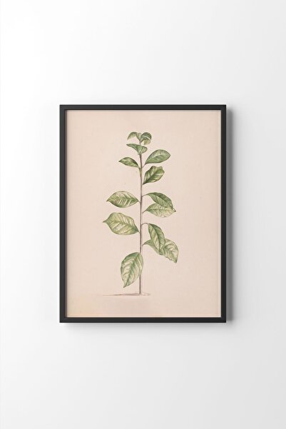 epiqart Arabian Coffee Plant - Black Frame