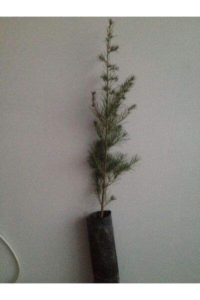 bahçevilya Tüplü Sedir Fidan - 40-60 Cm - Dayanıklı Iğne Yapraklı Ağaç