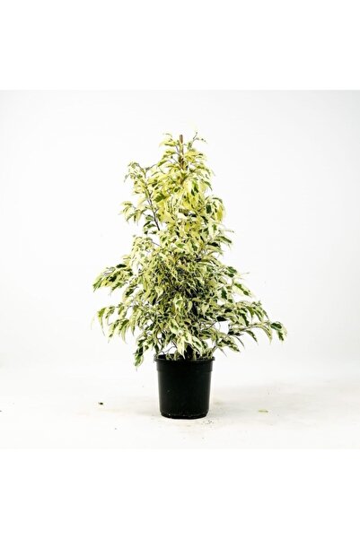 serada decor & plant Dolgun Formlu Benjamin Starlight Bitkisi (ALACA YAPRAKLI...