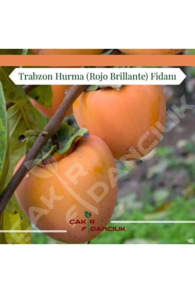 ÇAKIR FİDANCILIK 3yaş Tüplü Aşılı Rojo Brillante Trabzon Hurması( Cennet Hurm...