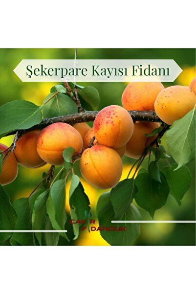 ÇAKIR FİDANCILIK Şekerpare Kayısı Fidanı