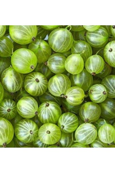 bahçevilya "2 Adet 2 Yaşında Bektaşi Üzümü Fidanı - Bahçenizde Doğal ve Taze ...