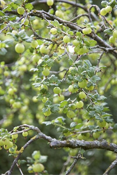 bahçevilya "1 Adet 2 Yaşında Tüplü Bektaşi Üzümü Fidanı - Bahçeniz İçin Taze ...