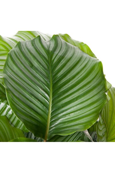 SENA BOTANİK VE ÇİÇEK Calathea Orbifolia
