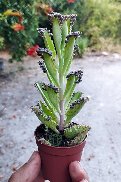 Toptan Kaktüs Binlerin anası gri aşkın gözyaşları çiçeği özel tür Kalanchoe Daigremontiana 5.5 cm saksıda