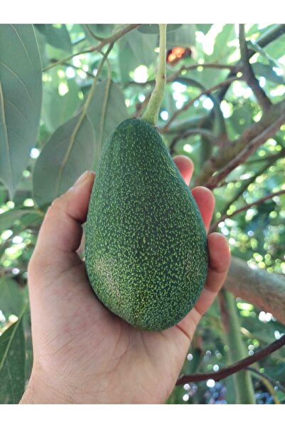 AKDENİZ TROPİKAL Avokado 2 Kg