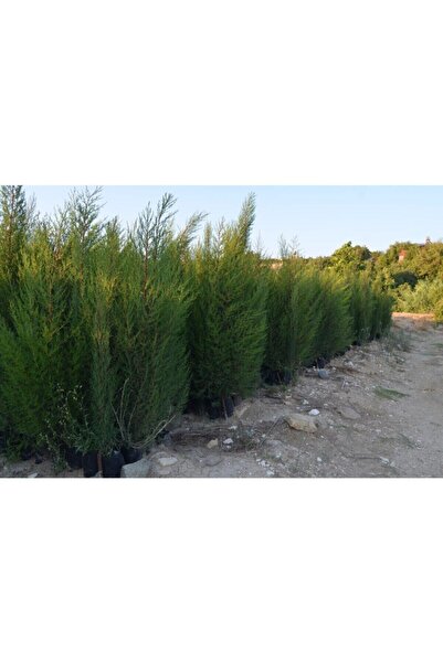 ASES Tüplü Kara Selvi Fidanı 80-110 Cm