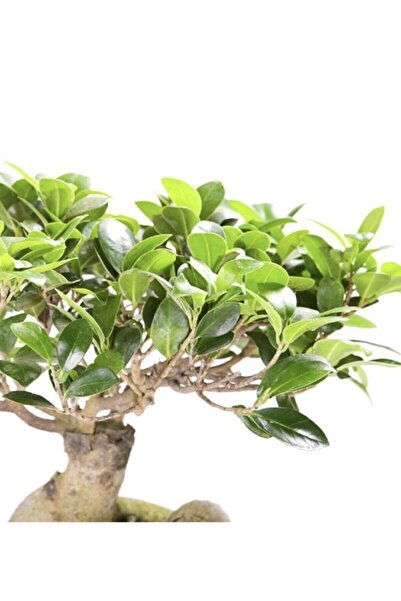 CRAPS Bonsai 25 -30cm Canlı Ev Salon Bitkisi Ofis Bitkisi