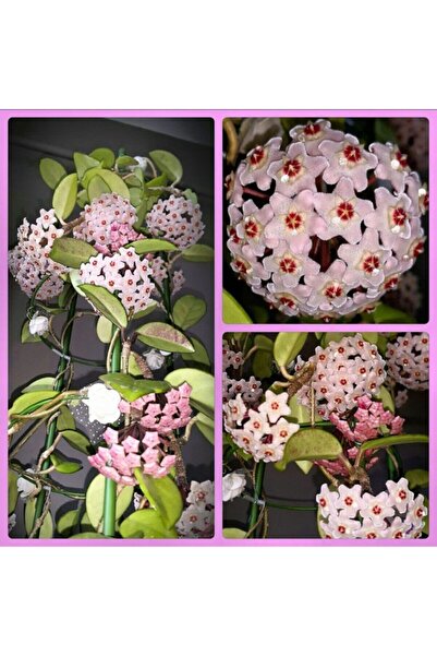 Kaktüs & Sukulent Mum Çiçeği  Hoya Carnosa Fidesi 16 Cm Lik Sası