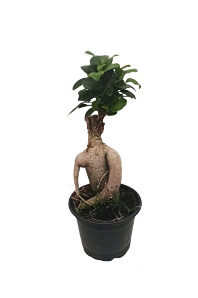 GoldLotus Ficus Gingseng Bonsai 100-200 Gr