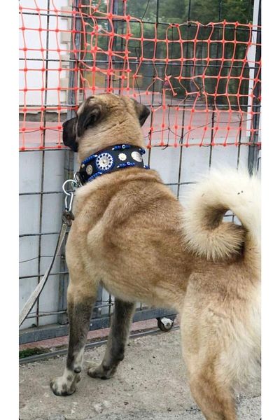 Sürmeli Tasma Large Leather Kangal Dog Collar Without Bell Model Genuine Buffalo Leather