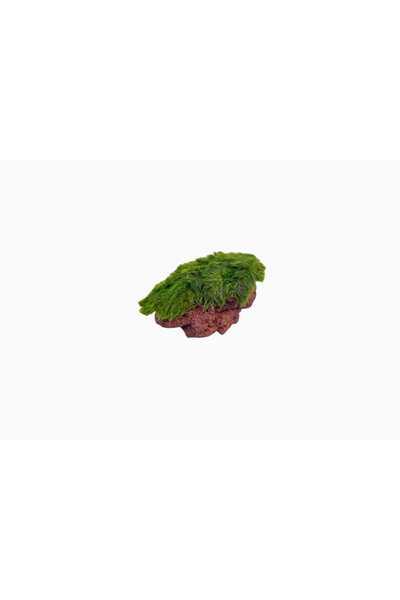 Marimo Scape Marimo Rock Mini ( 1 ADET )