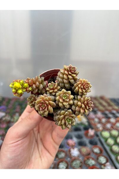 SukuLand Sedum little gem ithal koleksiyonluk özel tür sukulent 5,5cm saksıda