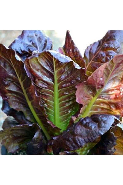 Tohum Dünyası 200 Adet Alacalı Kış Marulu Tohumu- Göbek Marul