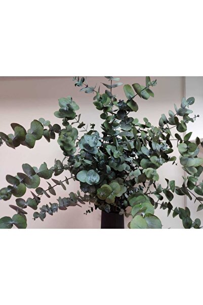 shocket plant 1.Kalite Üreticiden Şoklanmış Büyük Yaprak Okaliptus