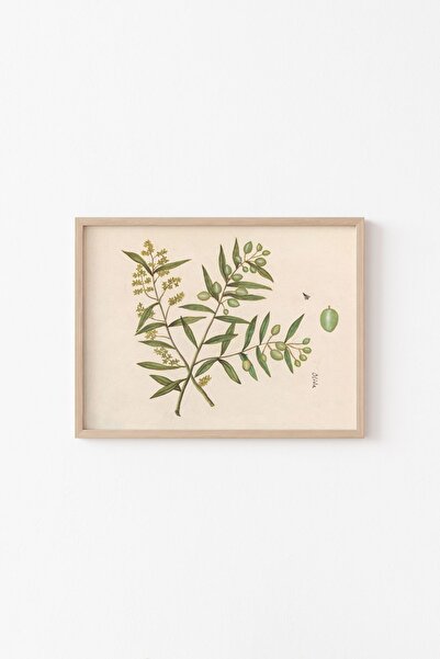 epiqart Ramură de măslin - Cadru cu model din lemn