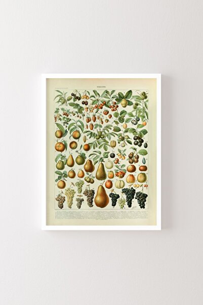 epiqart Fructe - Cadru alb