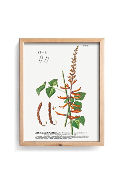 epiqart Corallodendron - Cadru din lemn cu model