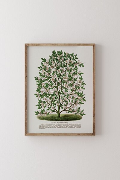 epiqart Hardy Manolya Ağacı - Ahşap Desenli Çerçeve