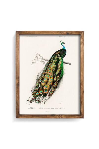 epiqart Tavus Kuşu - Ahşap Desenli Çerçeve