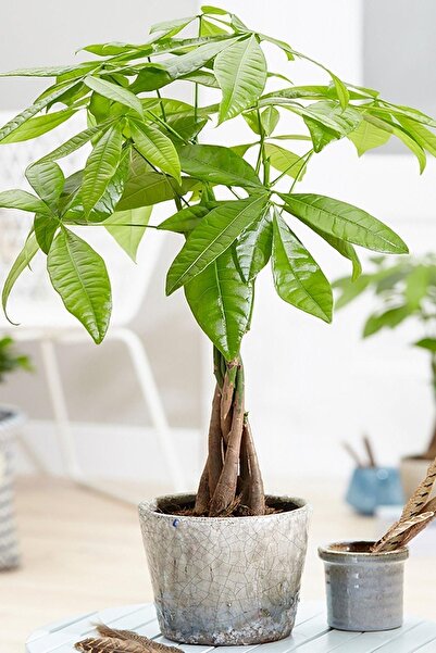 Garden Online Pachira - Para Ağacı Canlı Salon Bitkisi 50 - 60 cm