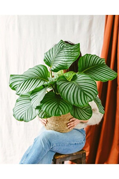 SENA BOTANİK VE ÇİÇEK Calathea Orbifolia