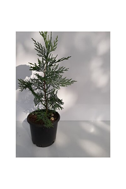 bahçevilya Leylandi Fidanı 40 Cm Tüplü Çit Bitkisi 2 Yaş