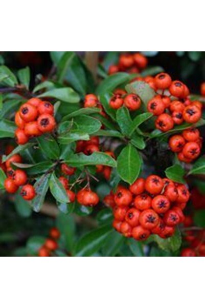 Mevsim Fidancılık Tüplü Bodur Ateş Dikeni Fidanı( 3 Yaşında )