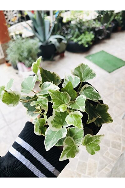 Hedera Helix Ivy