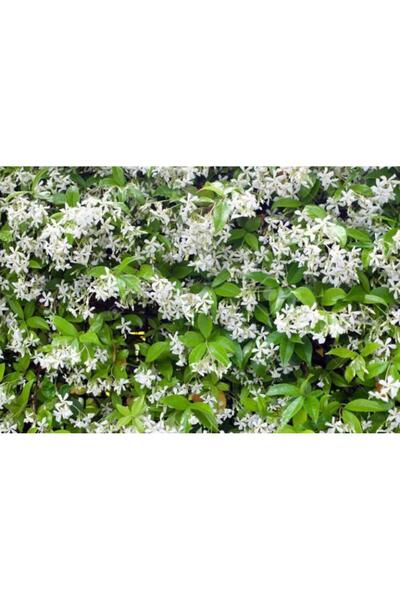 Gloria Fidancılık SAKSIDA 4 YAŞ SARMAŞIK YASEMİN(ARAP YASEMİNİ) BOY 220-250 CM