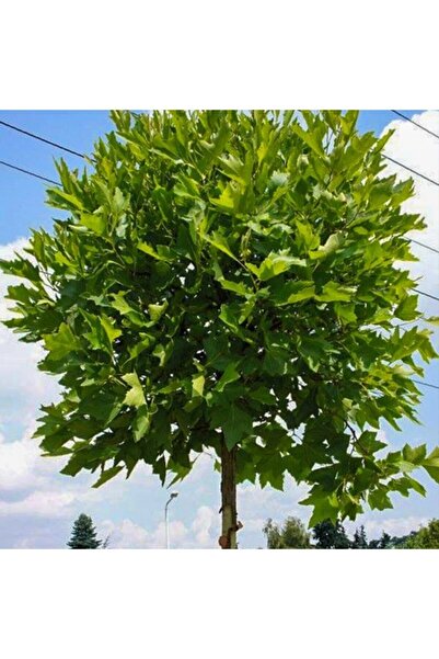 Bitki Dizayn Tüplü Dayanıklı Çınar Ağacı Fidanı 10 Adet (80-100 Cm)